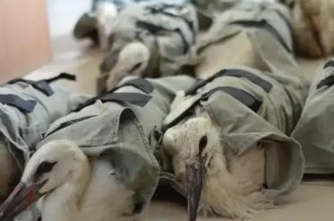 17 щъркела с увреждания намериха нов дом в Италия