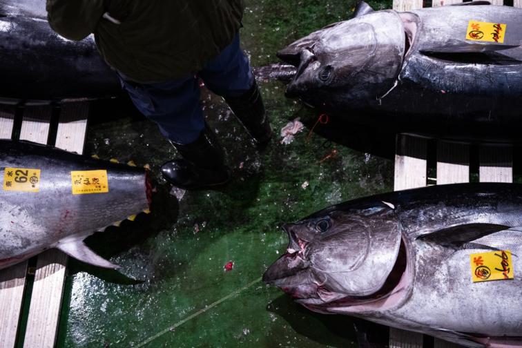 Търг за риба тон в Япония