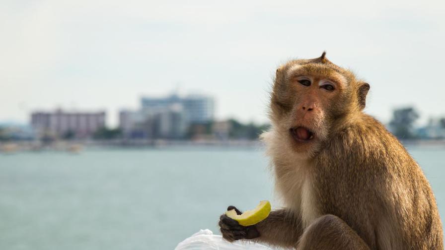 Маймуна потроши магазин за китари