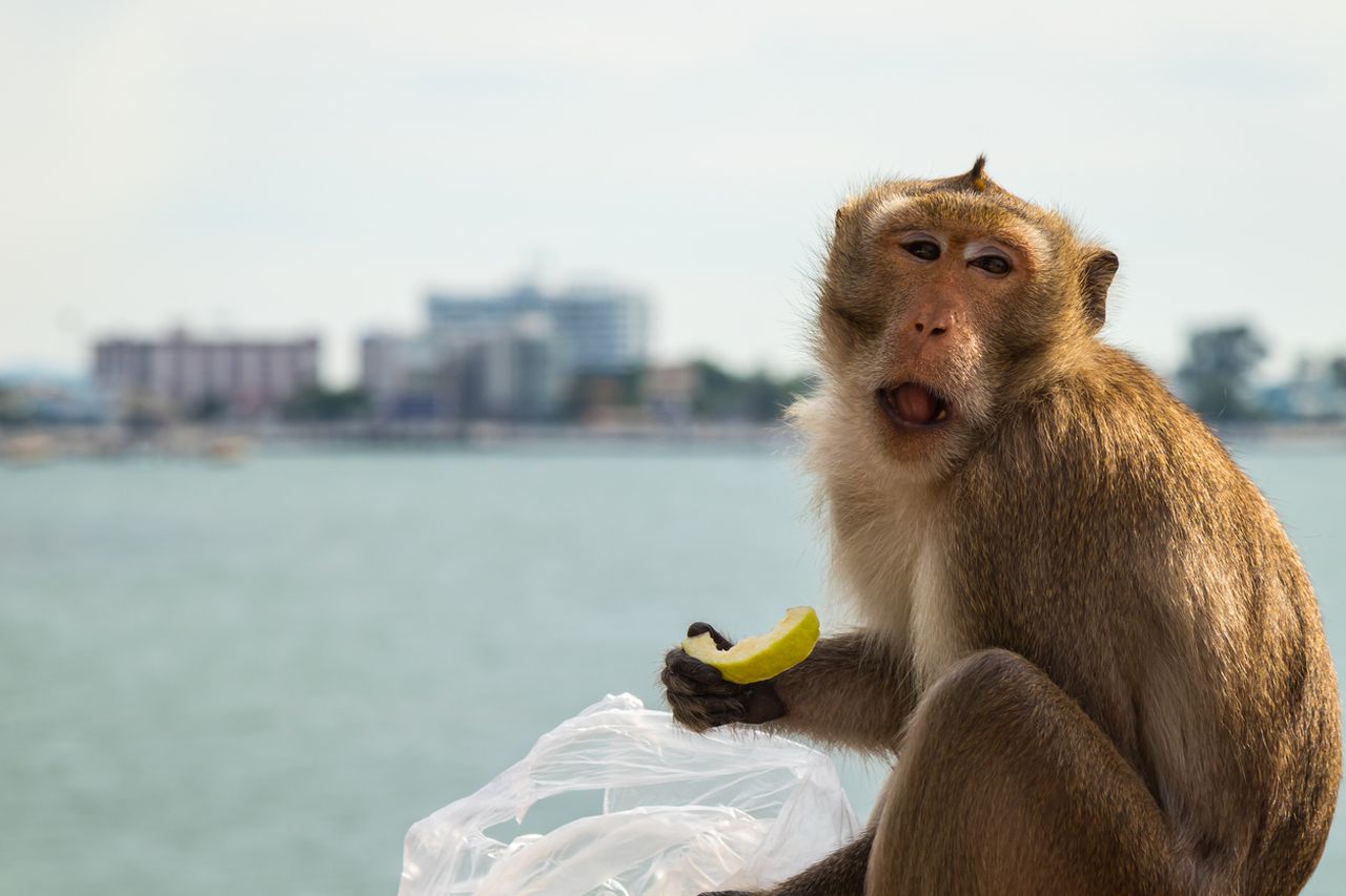 Маймуна потроши магазин за китари