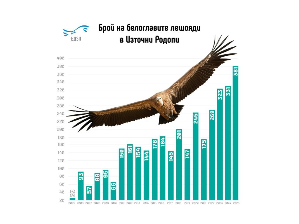 Белоглави лешояди в Източните Родопи