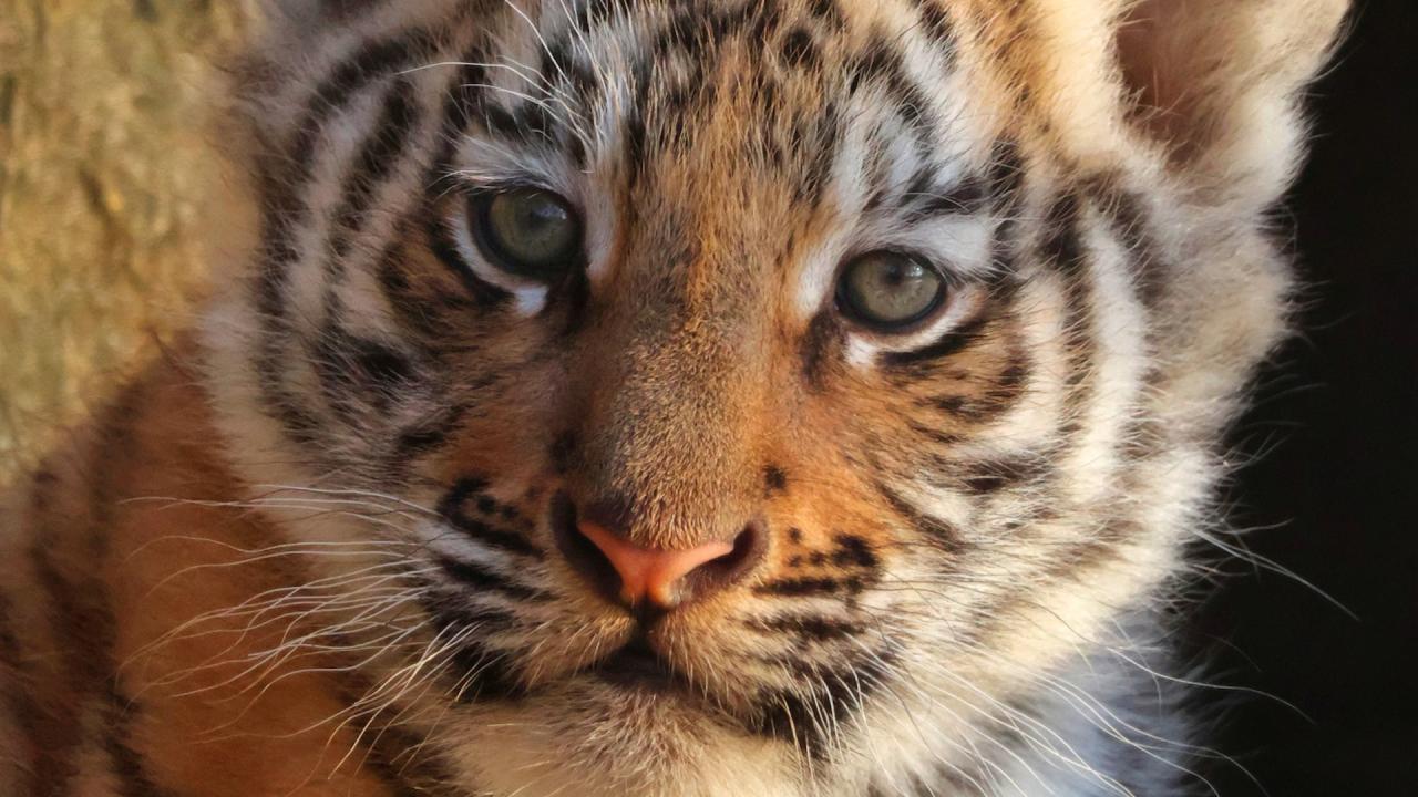 Бенгалско тигърче в Старозагорския зоопарк