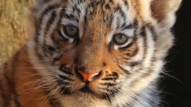 Търсят име на старозагорското бенгалско тигърче