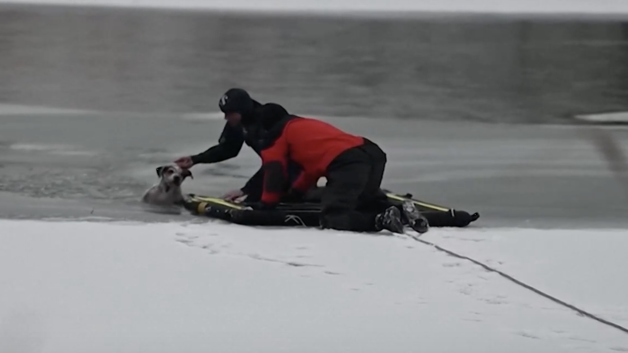 Спасиха куче в ледения Дунав
