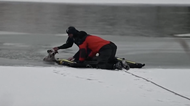 Спасиха куче от замръзналия Дунав