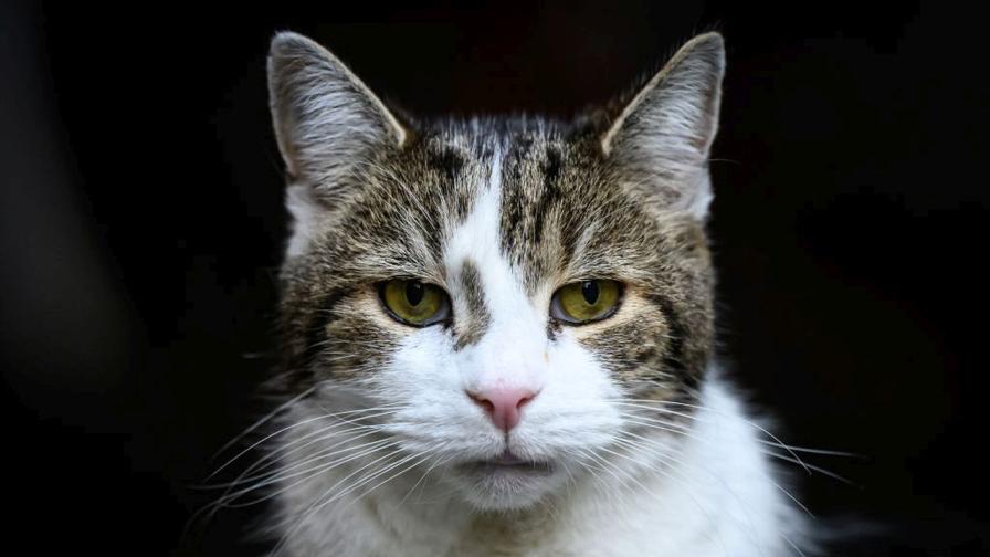 Звездата на Даунинг стрийт: Котката Лари