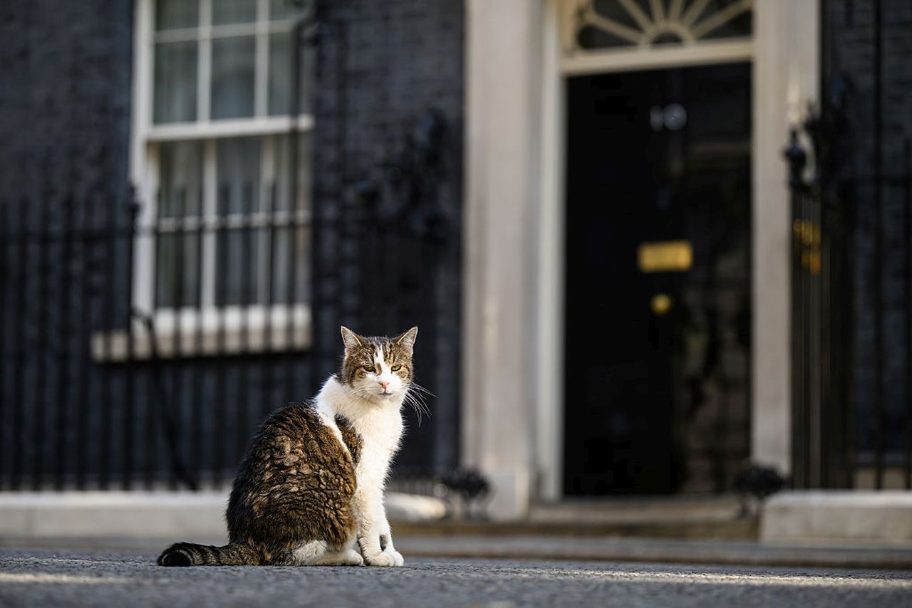<p>Котката Лари на Даунинг стрийт е виждала президенти и принцове да минават през черната врата на номер 10 и е сред най-дългогодишните обитатели на имота</p>