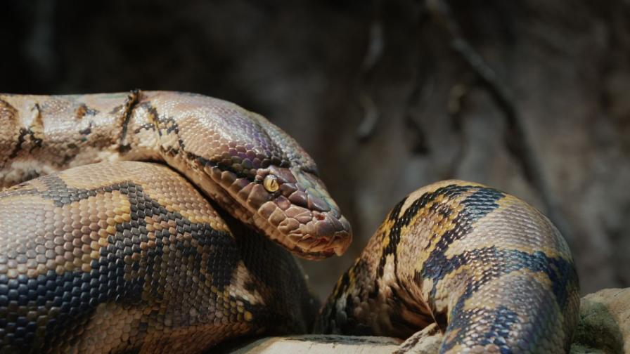 Жена се събуди с питон на гърдите си