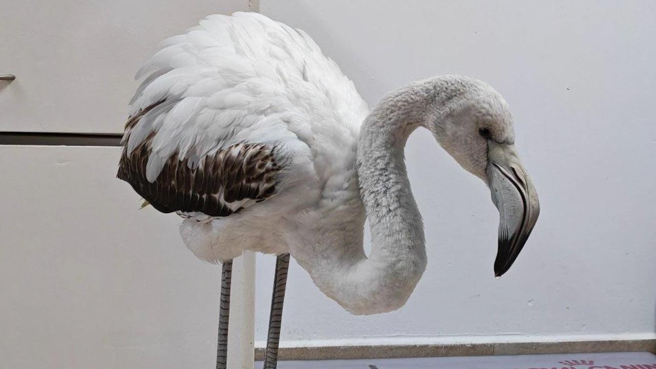 Спасиха фламинго край Бургас