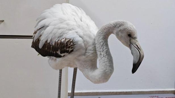 Спасиха фламинго край Бургас