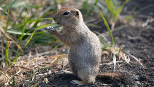 Това животно замразява мозъка си всяка зима и се връща към живот