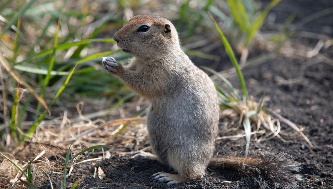 Това животно замразява мозъка си всяка зима и се връща към живот