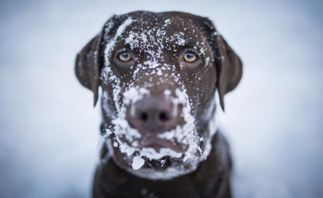 Четири дни в леден капан: Куче отказа да изостави тялото на стопанина си в Хималаите