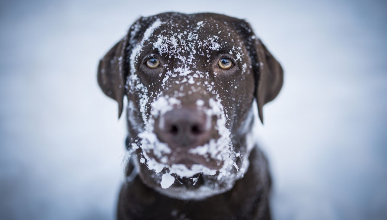 Четири дни в леден капан: Куче отказа да изостави тялото на стопанина си в Хималаите