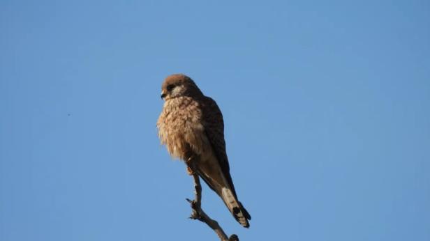 Първата белошипа ветрушка се върна от Африка
