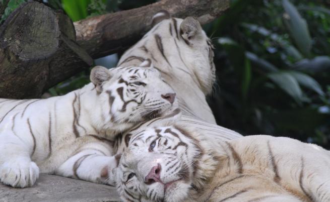 Трагичната история на Кени, белият тигър със синдром на Даун