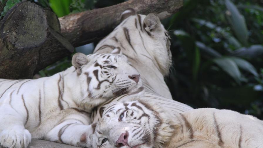 Трагичната история на Кени, белият тигър със синдром на Даун