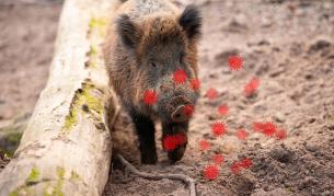 Откриха ново огнище на африканска чума по свинете в Румъния