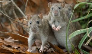 Смразяващият феномен „Цар плъх“ - истина или легенда