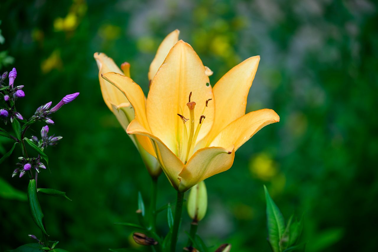 <p><strong>Погребение</strong></p>

<p>Жълтата дендилия символизира преминаването на душата от тялото.</p>