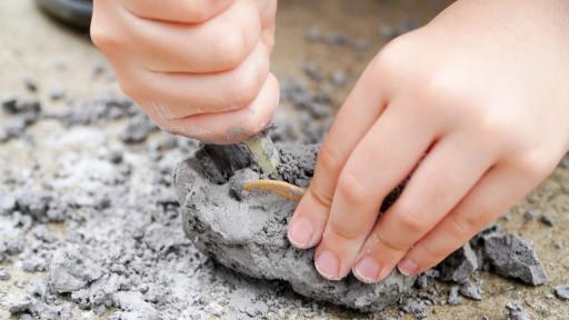 11-годишно дете откри вкаменелост на 48 млн. години