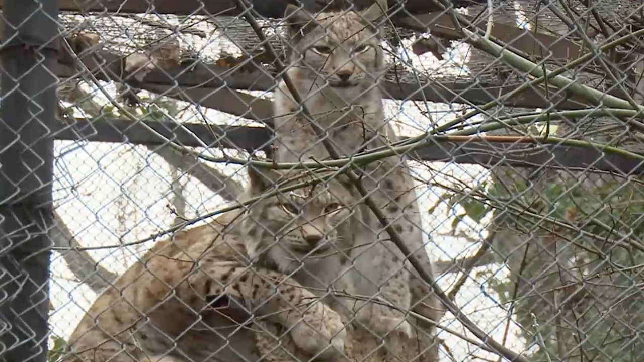 Най-романтичната двойка във Варненския зоопарк