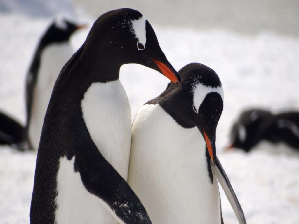 Ухажването при дивите животни