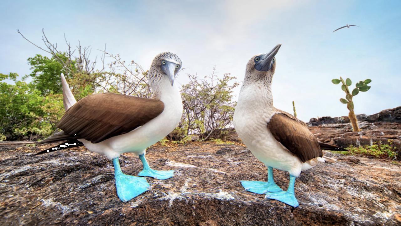 Ухажването при дивите животни