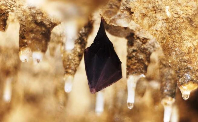 Прилеп в пещера "Бисерна"