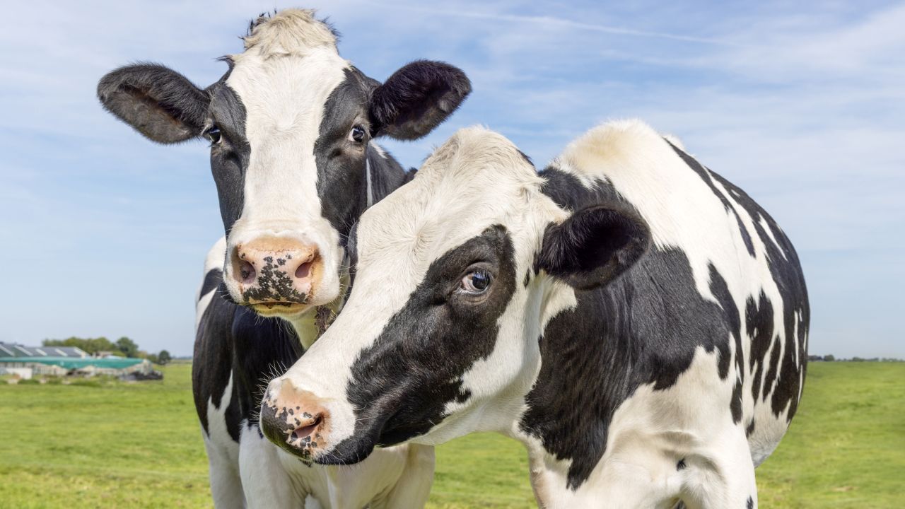 „Махайте се от пътя!“: Избягали крави окупираха магистрала по време на снежна буря