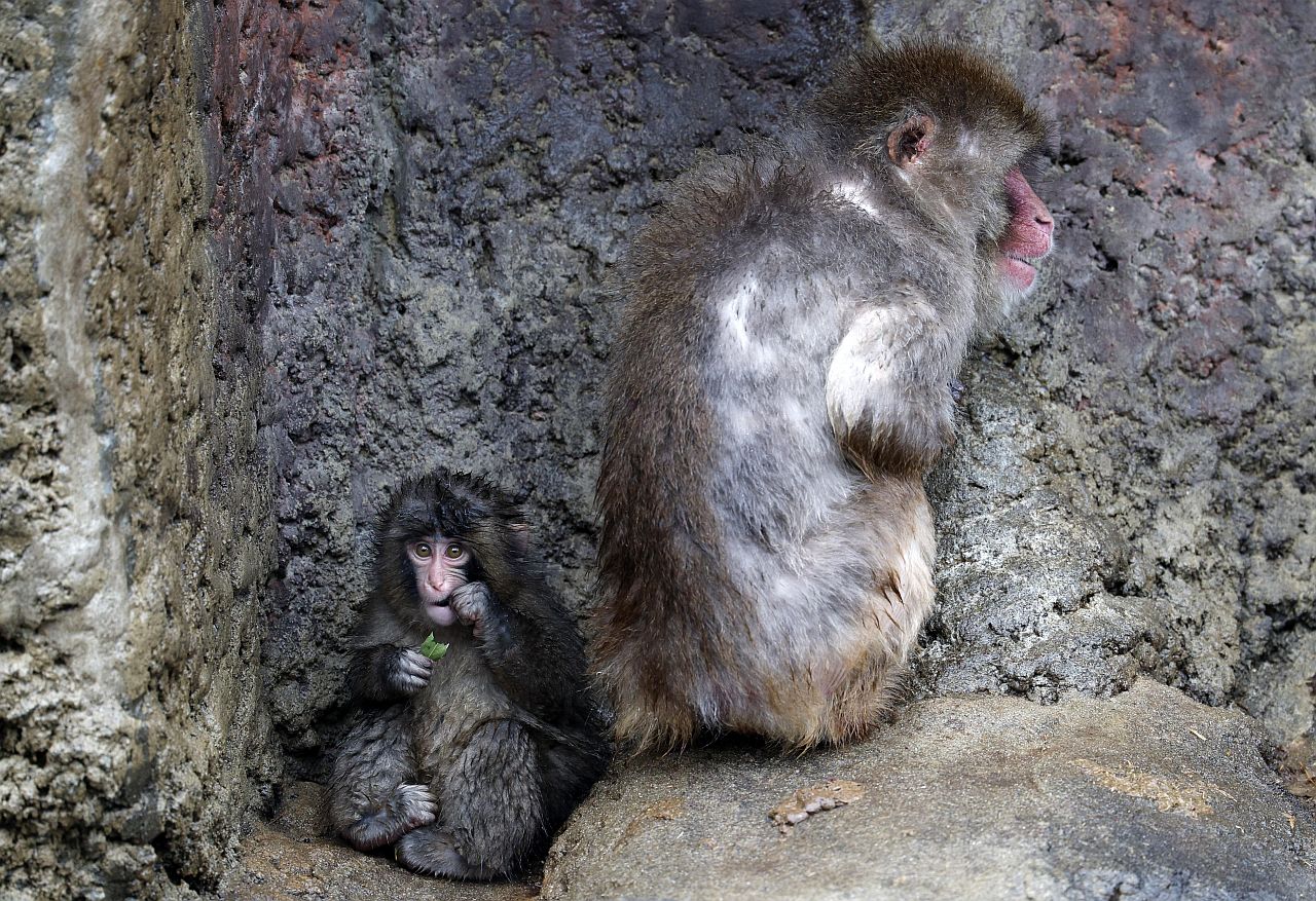 <p>Маймунката Пънч открадна сърцата на милиони в социалните мрежи. Седеммесечният японски макак е роден в зоопарка Ичикава, където е бил отхвърлен от майка си. Гледачите му дали плюшена играчка орангутан, към която той бързо се привързал.</p>