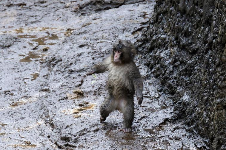 японски макак маймуна маймунка Пънч