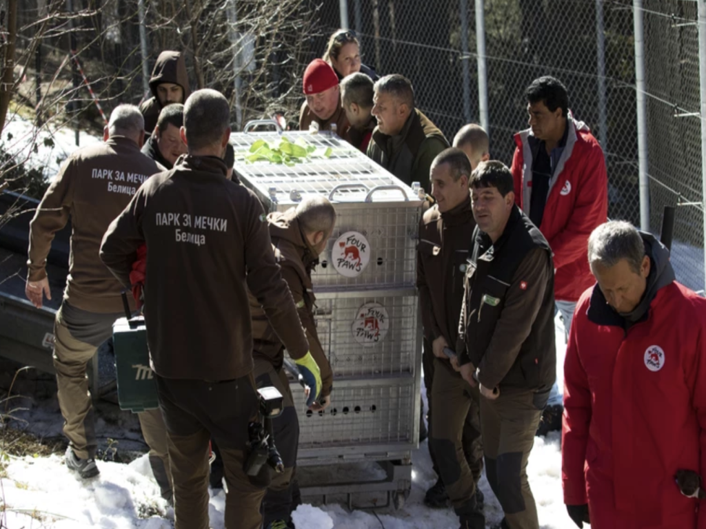 Две мечки от Аржентина намериха нов дом в България