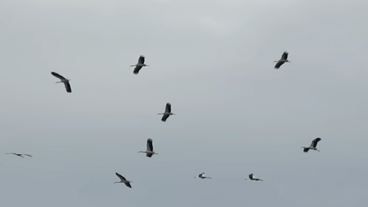 Ята щъркели над Природозащитен център "ПОДА"