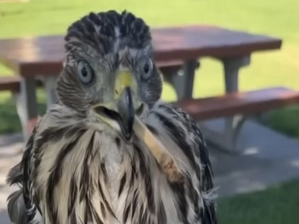 Осъдиха мъж, дал алкохол на защитена птица