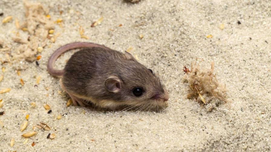 Учени откриха в пустините на Близкия изток мишки, които не стареят