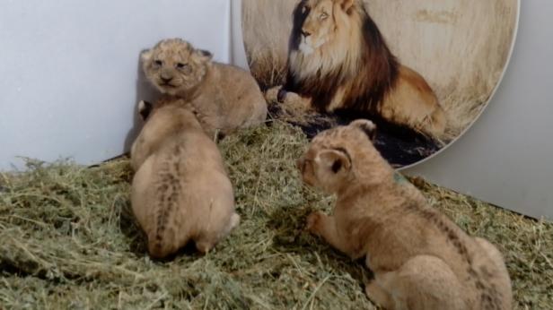 Три нови лъвчета в Зоопарк Стара Загора