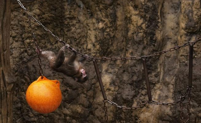 Сбогом, плюшено приятелче: Изоставеното макаче Пънч намери истинско семейство