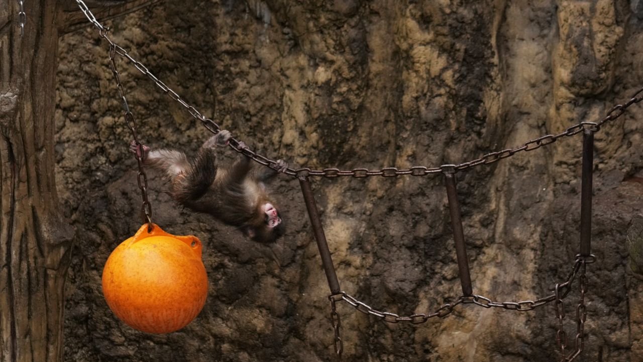 Край на самотата: Маймунката Пънч, която разплака света, си намери гадже