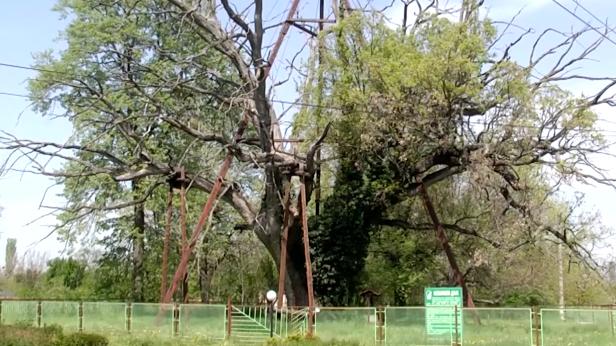 Кое е най-старото дърво в България