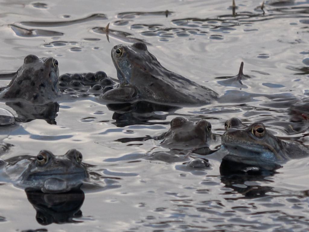 Необикновеното пътешествие на планинските жаби