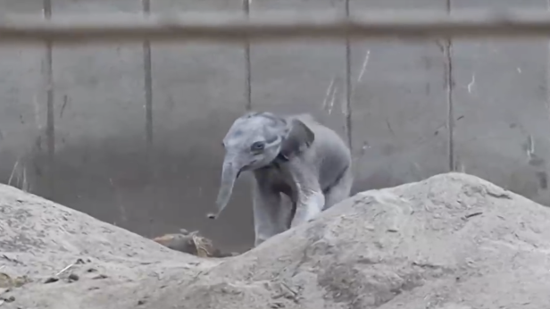 Жирафче и слонче се родиха в зоопарка в Копенхаген