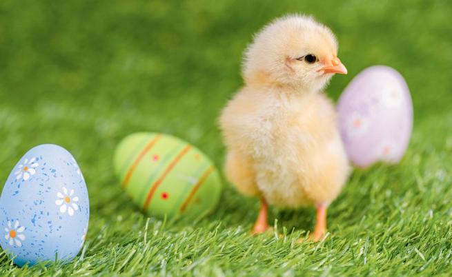 Зодиакът и природата: Кое бебе животно съответства на вашата енергия тази пролет