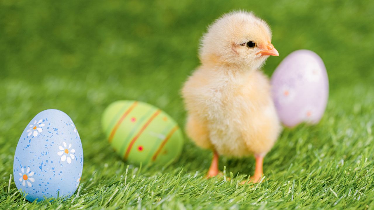 Зодиакът и природата: Кое бебе животно съответства на вашата енергия тази пролет