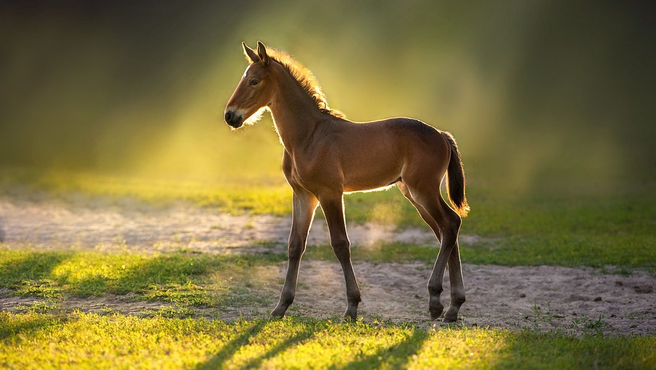 <p><strong>Роден на 8, 17 или 26 - Бебето конче</strong></p>

<p>Като малко жребче, вие въплъщавате мощна страст от самото начало. Да се ​​наблюдава как работите е наистина великолепно, тъй като сте водени от Сатурн, планетата на кармичната дисциплина. Вашият стремеж е неудържим, белязан от дълбоко търпение и постоянство в преследването на целите ви. Вие символизирате зрялост, балансирайки неспокойната амбиция.&nbsp;</p>