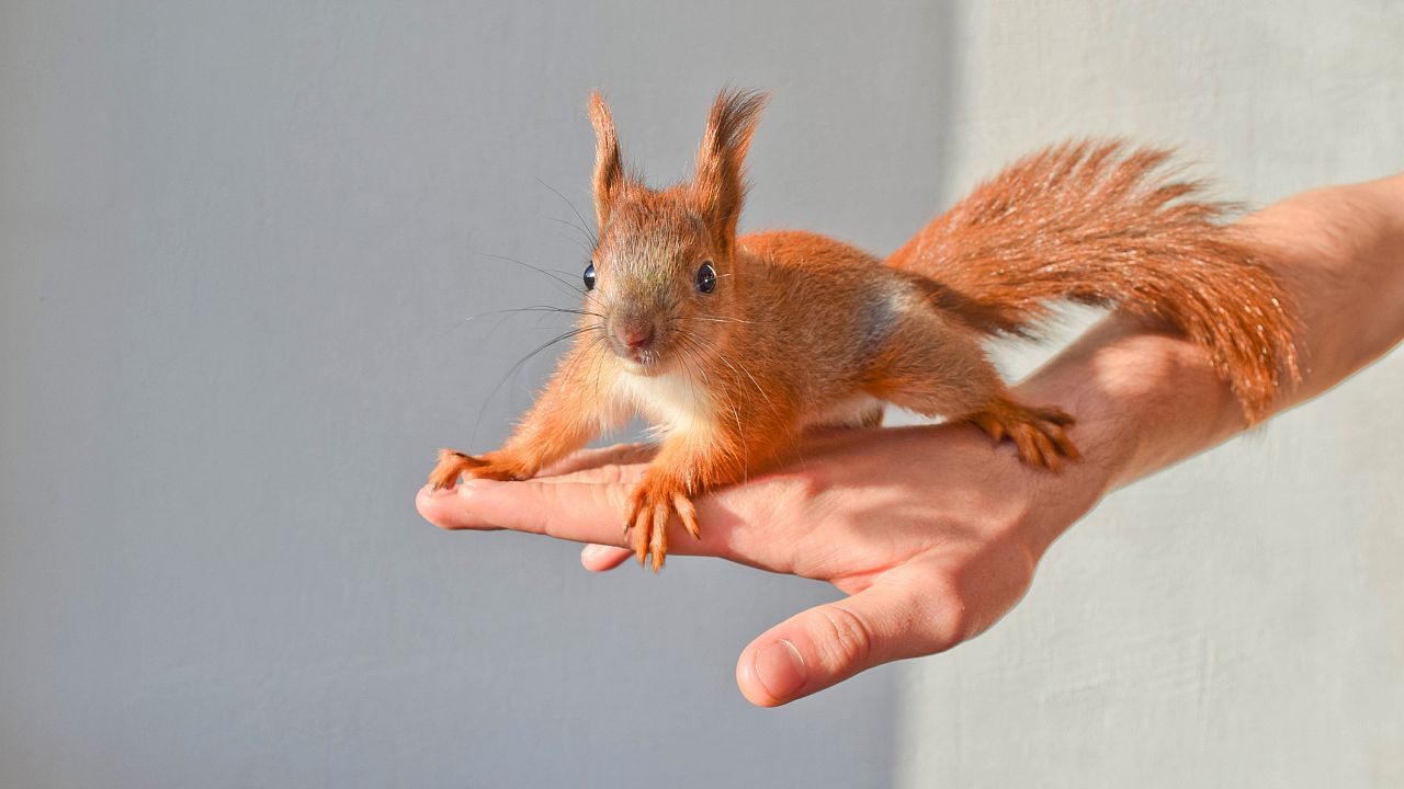 <p><strong>Роден на 4, 13, 22 или 31 - Бебето катеричка</strong></p>

<p>Като бебе катеричка, вие сте умел строител, който се стреми да създава трайни структури. Вие сте находчиви и не чакате някой друг да дойде и да създаде това, което желаете. Хората, родени през тези дати, са инстинктивно настроени към иновациите. Водени от Уран, планетата на разрухата и индивидуалността, вие знаете как да осъществите това, което искате.</p>