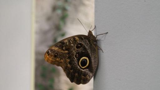 Пътешествие сред пеперуди и екзотични същества във Варна