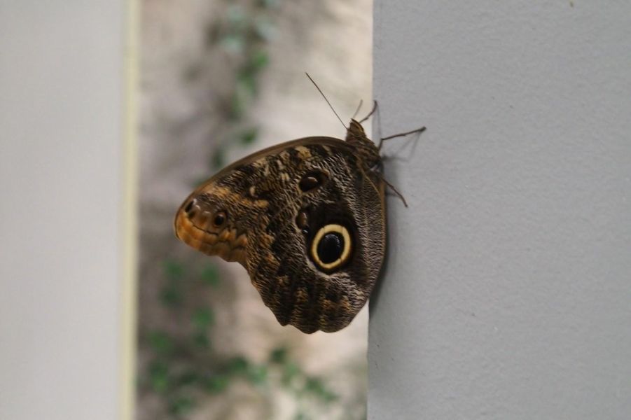 <p>Изложбата на живи тропически пеперуди Butterfly House Varna вече се превърна в едно от любимите места за почивка на граждани и туристи, които идват в града.</p>