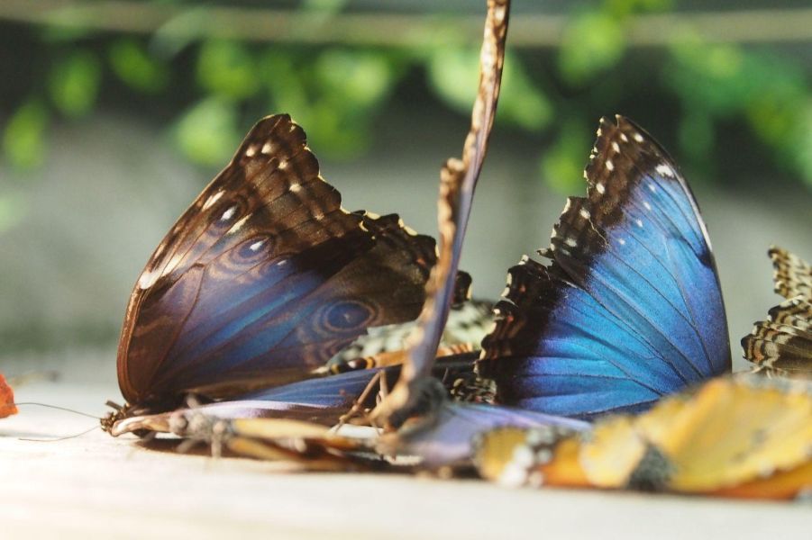 <p>Изложбата на живи тропически пеперуди Butterfly House Varna вече се превърна в едно от любимите места за почивка на граждани и туристи, които идват в града.</p>