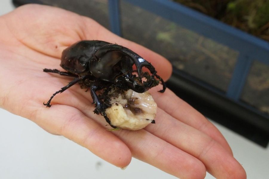 <p>Изложбата на живи тропически пеперуди Butterfly House Varna вече се превърна в едно от любимите места за почивка на граждани и туристи, които идват в града.</p>